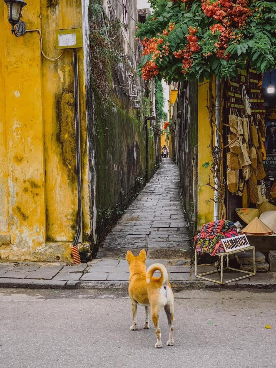 La Gai Homestay Hoi An Eksteriør bilde