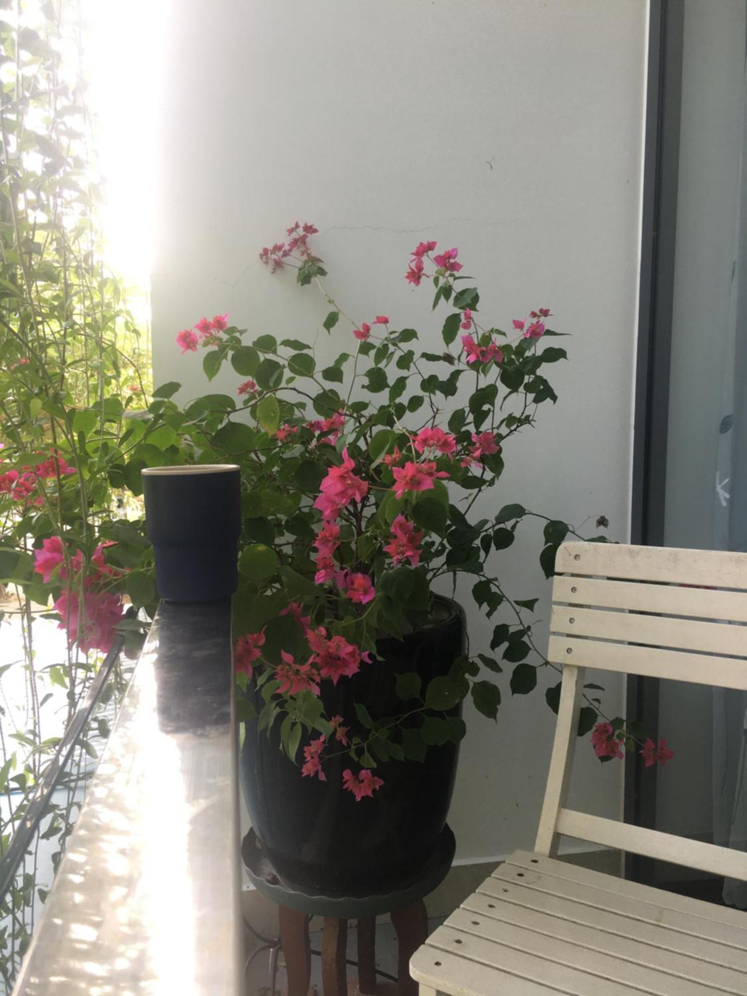 La Gai Homestay Hoi An Eksteriør bilde